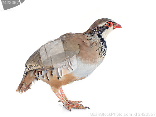 Image of French Partridge, Alectoris rufa