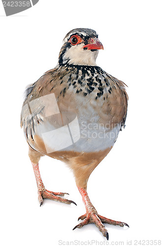 Image of French Partridge, Alectoris rufa