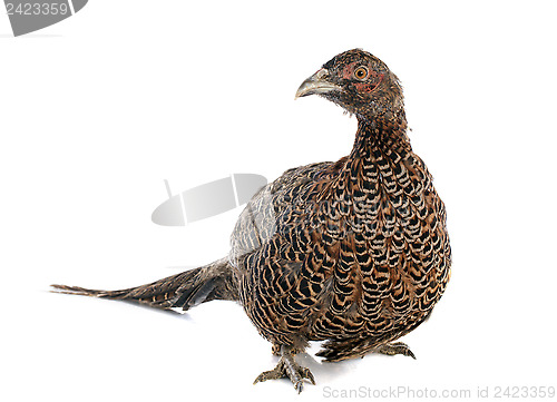 Image of female European Common Pheasant