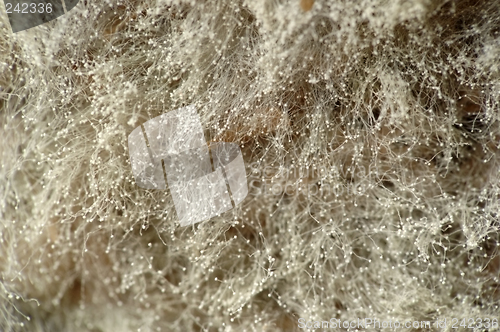 Image of mold on bread