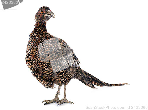 Image of female European Common Pheasant