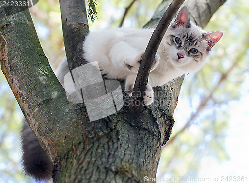 Image of birman kitten