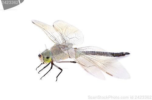 Image of hawker dragonfly