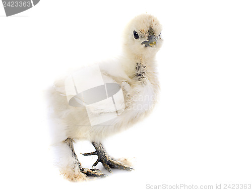 Image of young Silkie