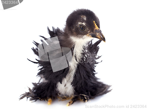 Image of Curly Feathered chick Pekin