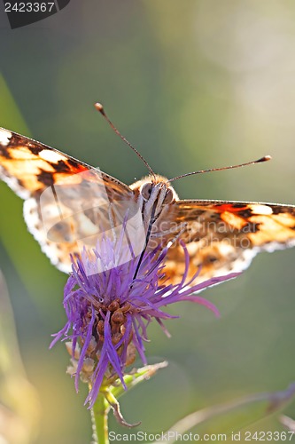 Image of Painted Lady butterfly