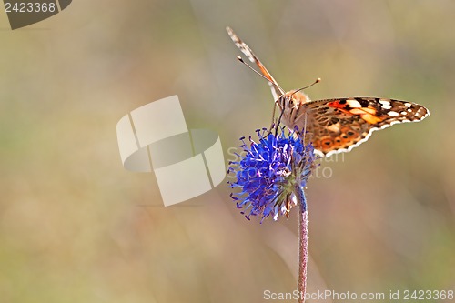 Image of Painted Lady butterfly