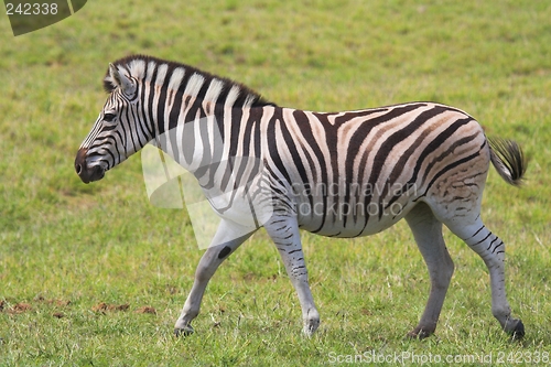 Image of Zebra running