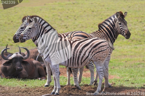 Image of Zebras