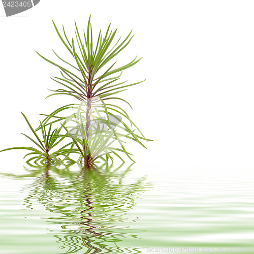 Image of Pine branch reflected in water
