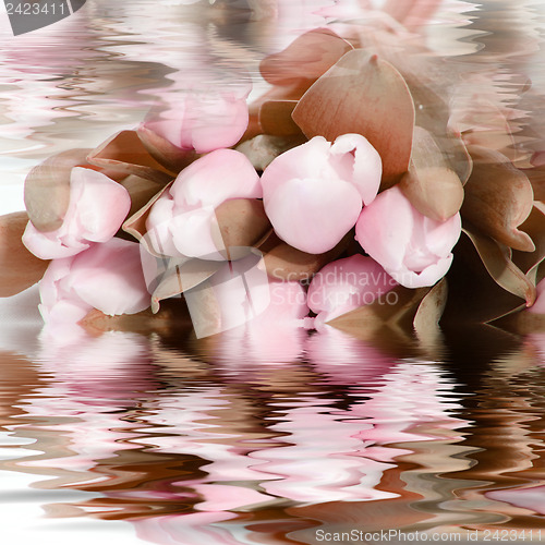 Image of Pretty pink flowers reflected in water