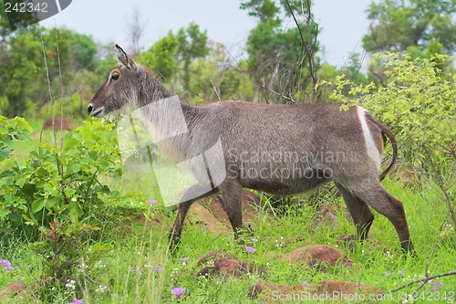 Image of waterbuck