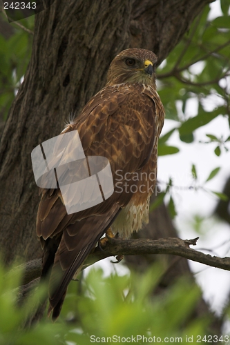 Image of Tawny eagle