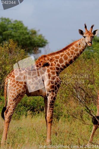 Image of Giraffe