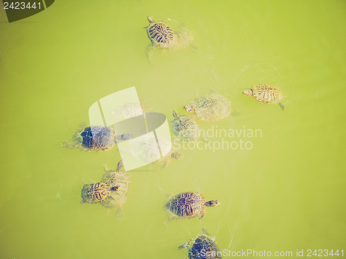 Image of Retro look Turtle
