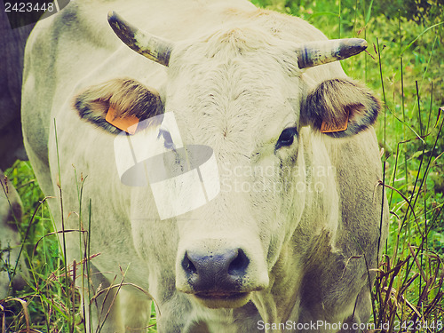 Image of Retro look Cow picture