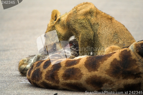 Image of Feeding Cub