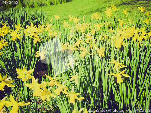 Image of Retro look Daffodils picture