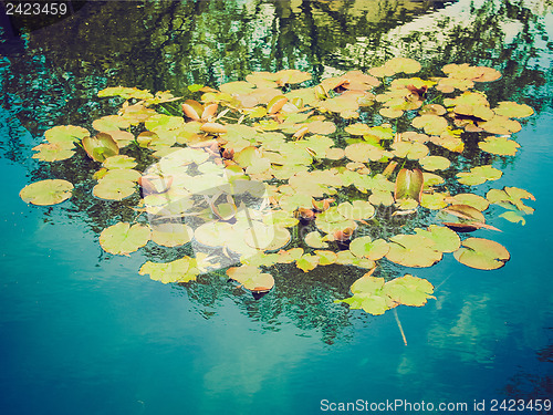 Image of Retro look Waterlily