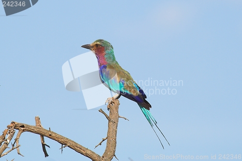 Image of Lilac breasted roller