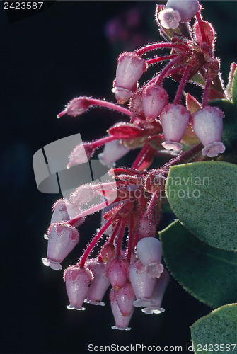 Image of Manzanita