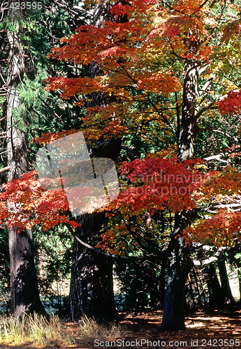 Image of Autumn Forest