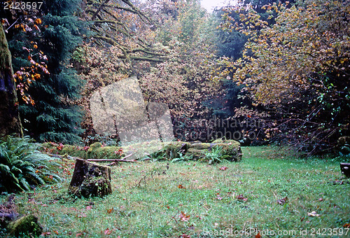 Image of Autumn Forest