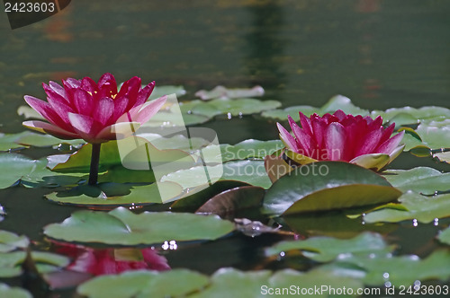 Image of Water Lily