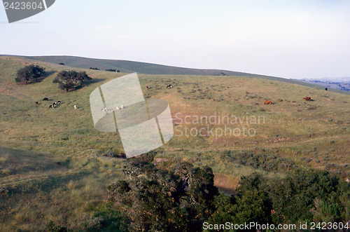 Image of Cattle
