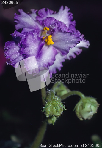 Image of African Violet