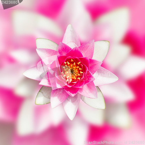 Image of Pink water lily