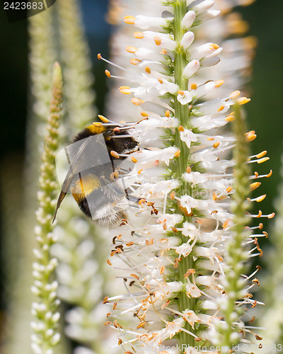Image of Bumble bee on a flower