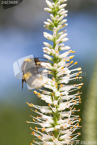 Image of Bumble bee on a flower
