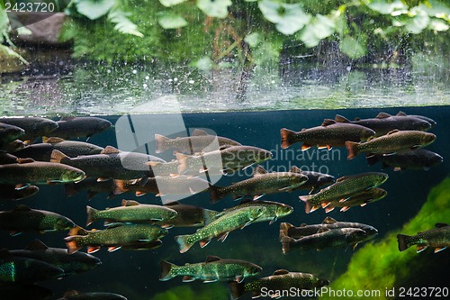 Image of Rainbow trout