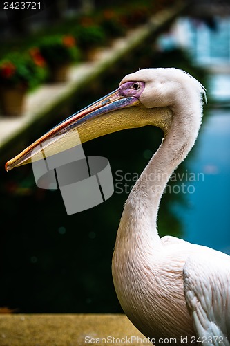 Image of Pink pelican head