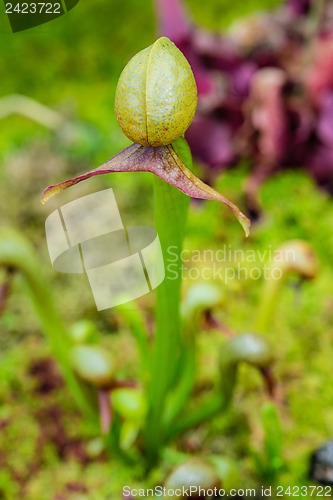 Image of Cobra lily (Pitcher plant)