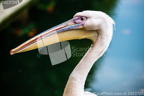 Image of Pink pelican head