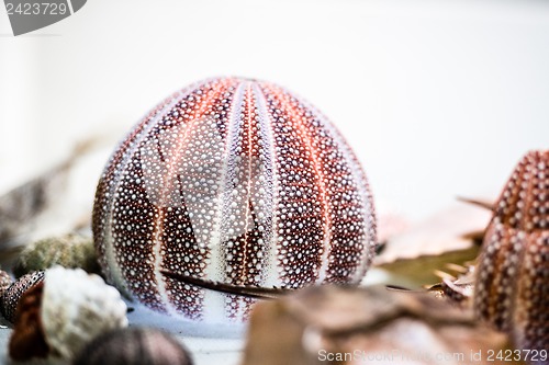 Image of dried sea urchin