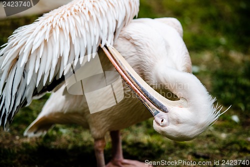 Image of Pelican cleaning his plumage