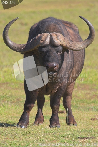 Image of Buffalo