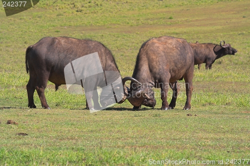 Image of Fighting Buffalo