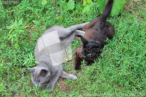 Image of two cats playing in the green grass