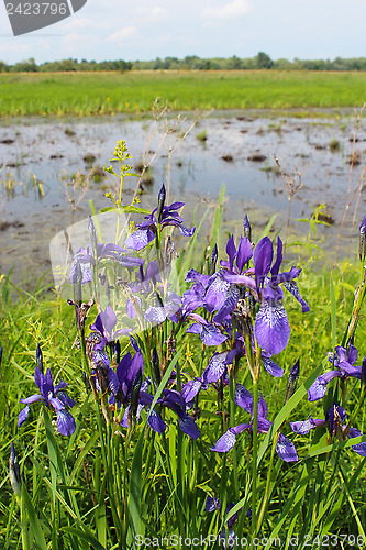 Image of beautiful flowers of iris besides river