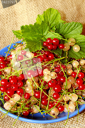 Image of clusters of berries of red and white currant