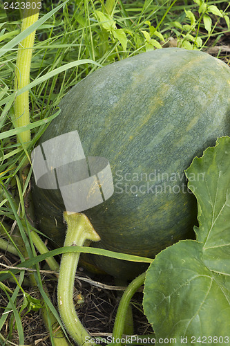 Image of Dark colored large pumpkin