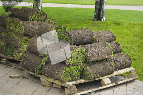 Image of Lawn grass twisted into rolls