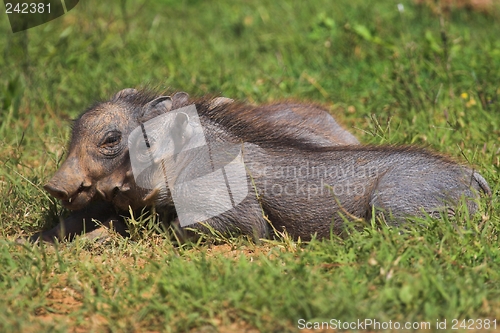 Image of Juvenile warthogs