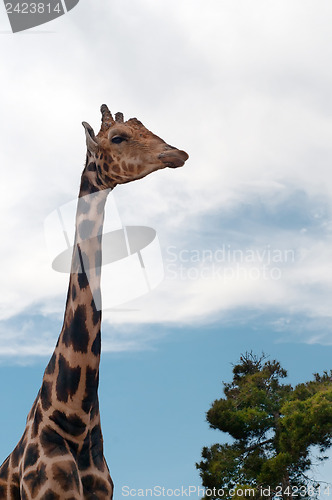 Image of Giraffe on blue sky