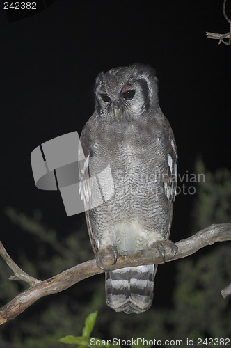 Image of Giant Eagle Owl