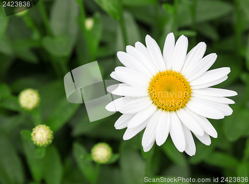 Image of Beautiful white daisy in the garden